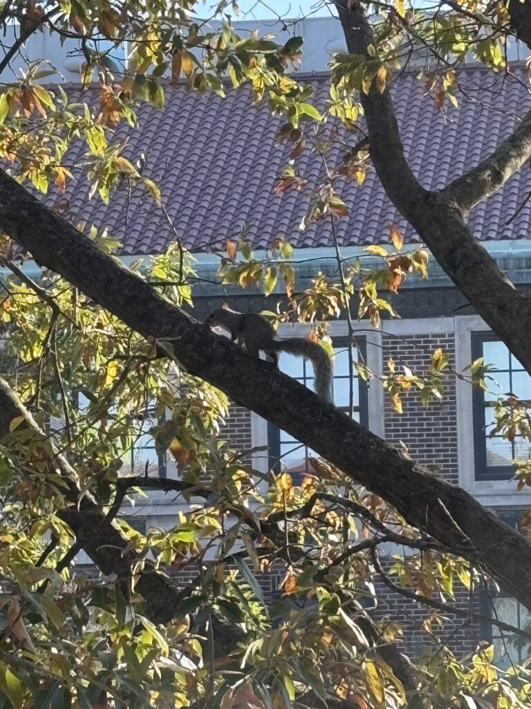 Outside one of the large windows is a little grey squirrel saying hello! He is climbing one of the long branches, leaves changing from green to orange, and his bushy tail is positioned behind him.